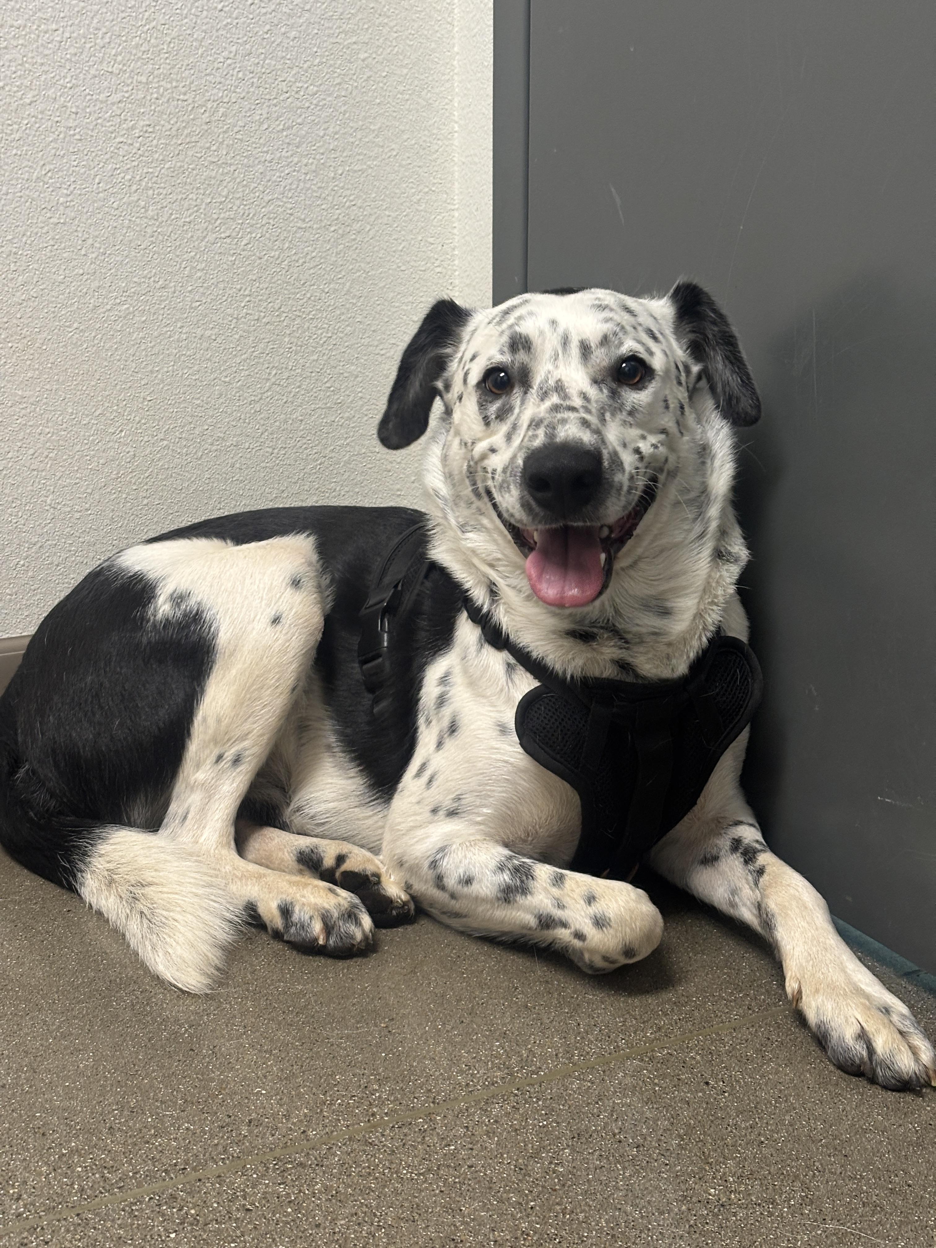 Enlarge Rudy, a Adoptable mixed breed in Chico, CA image 1/3