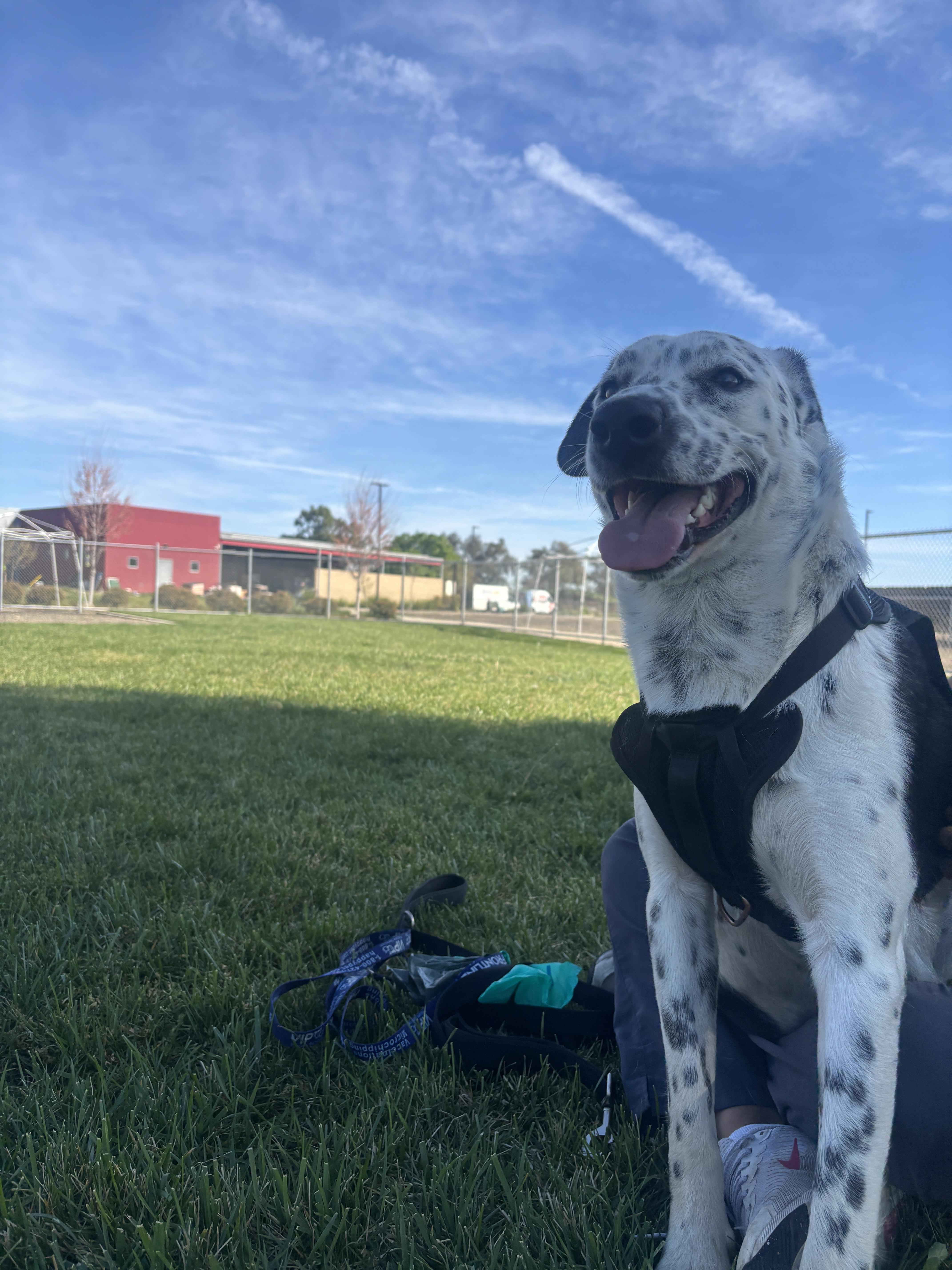 Enlarge Rudy, a Adoptable mixed breed in Chico, CA image 2/3