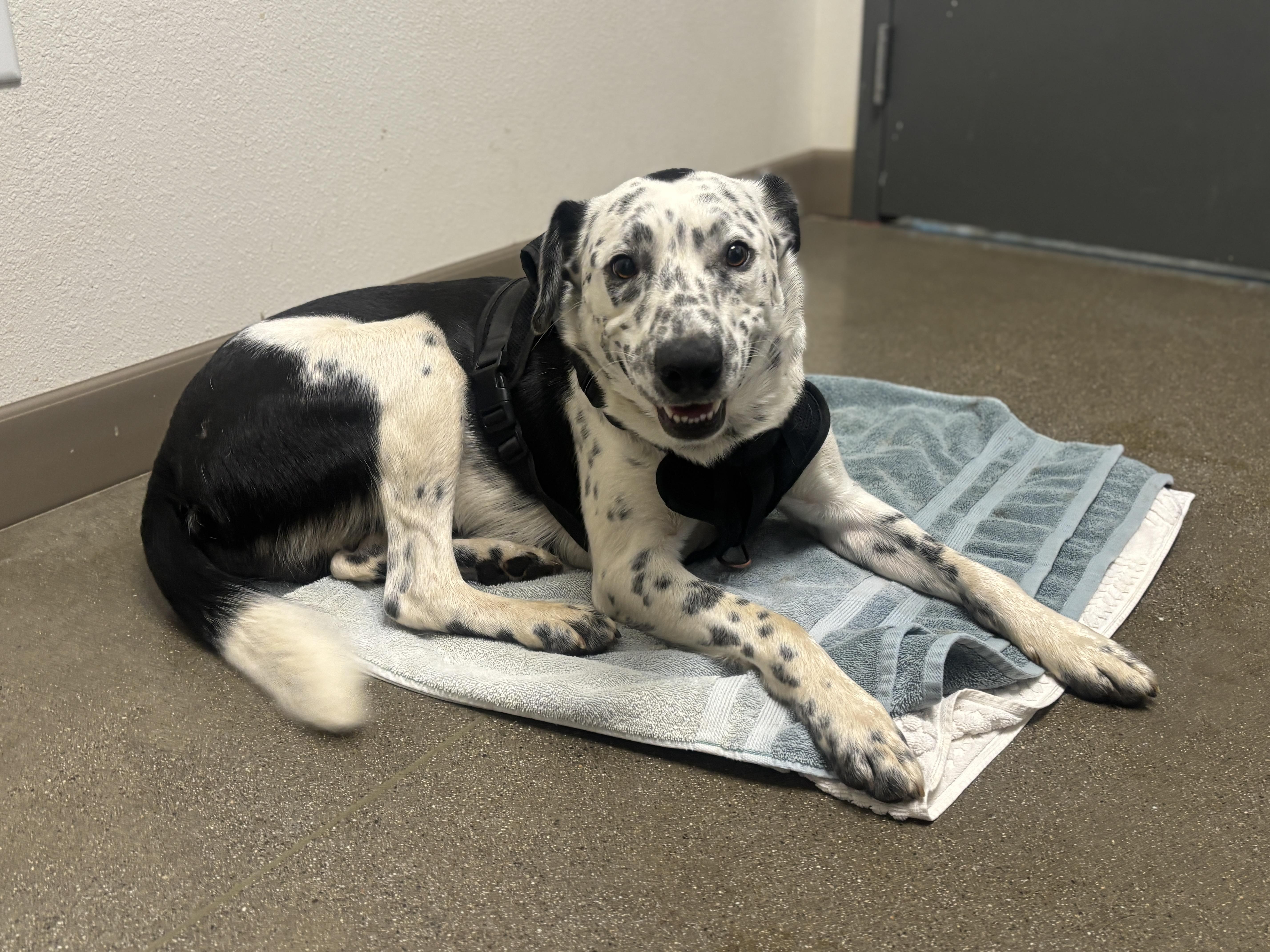 Enlarge Rudy, a Adoptable mixed breed in Chico, CA image 3/3
