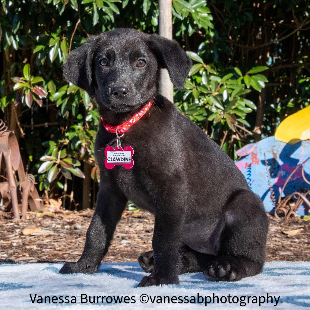 Clawdine, Adoptable, Puppy Female Hound.