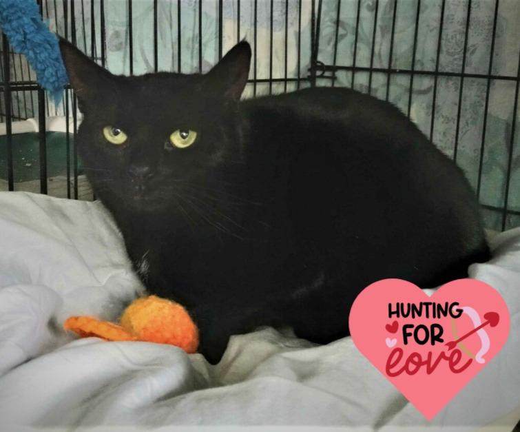 Gilly, Adoptable, Adult Female Domestic Short Hair.