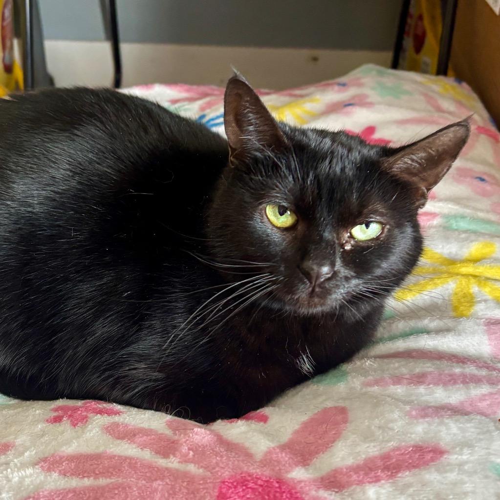 Enlarge Gilly, a Adoptable mixed breed in Hartford City, IN image 1/6