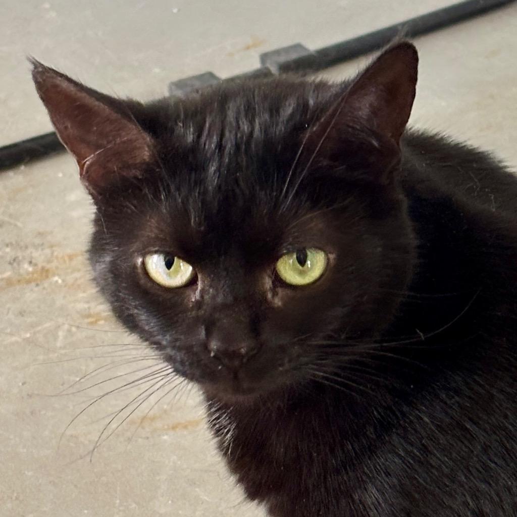 Enlarge Gilly, a Adoptable mixed breed in Hartford City, IN image 3/6