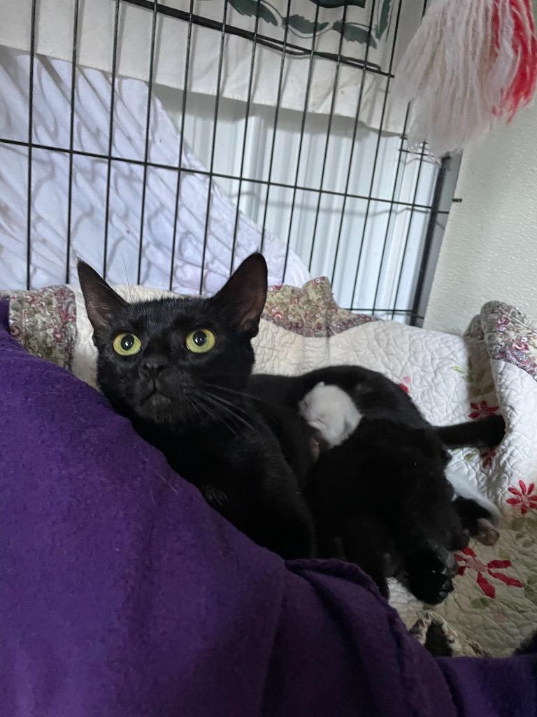 Gilly, a Adoptable mixed breed in Hartford City, IN image 2/5