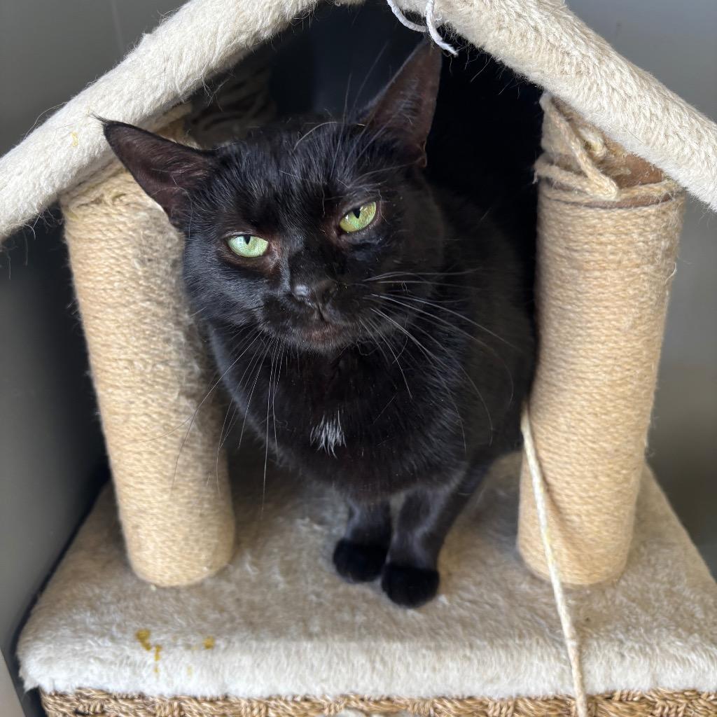 Enlarge Gilly, a Adoptable mixed breed in Hartford City, IN image 5/6