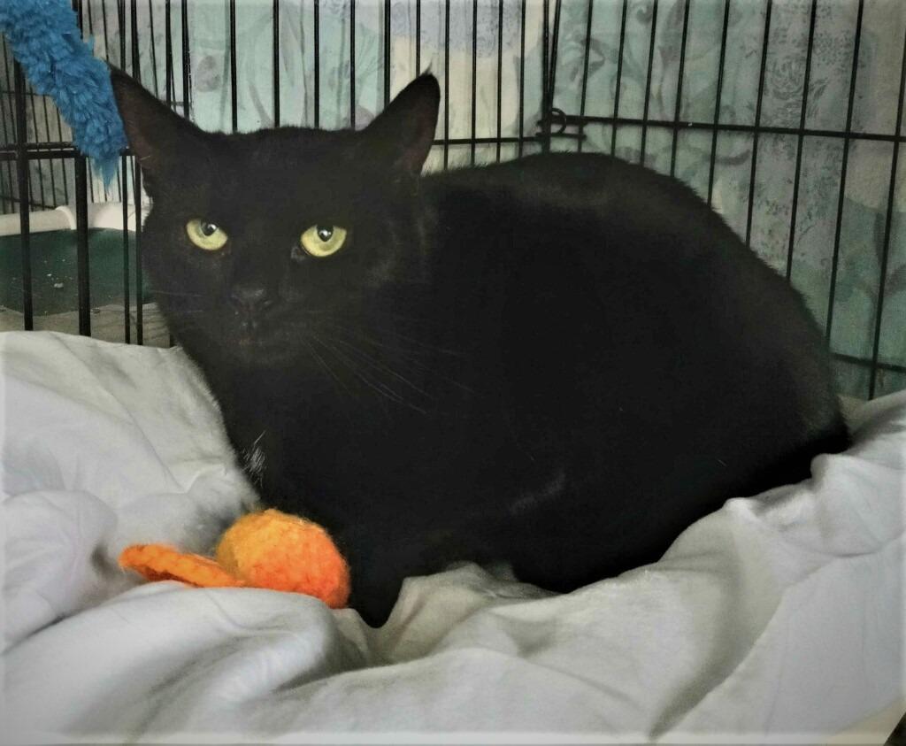 Enlarge Gilly, a Adoptable mixed breed in Hartford City, IN image 6/6