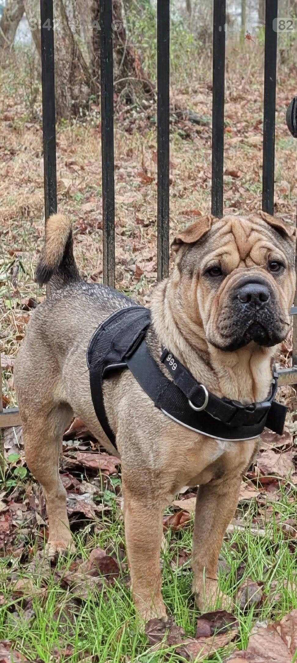 MORGAN, adopted, Young Female Shar-Pei & Pug.