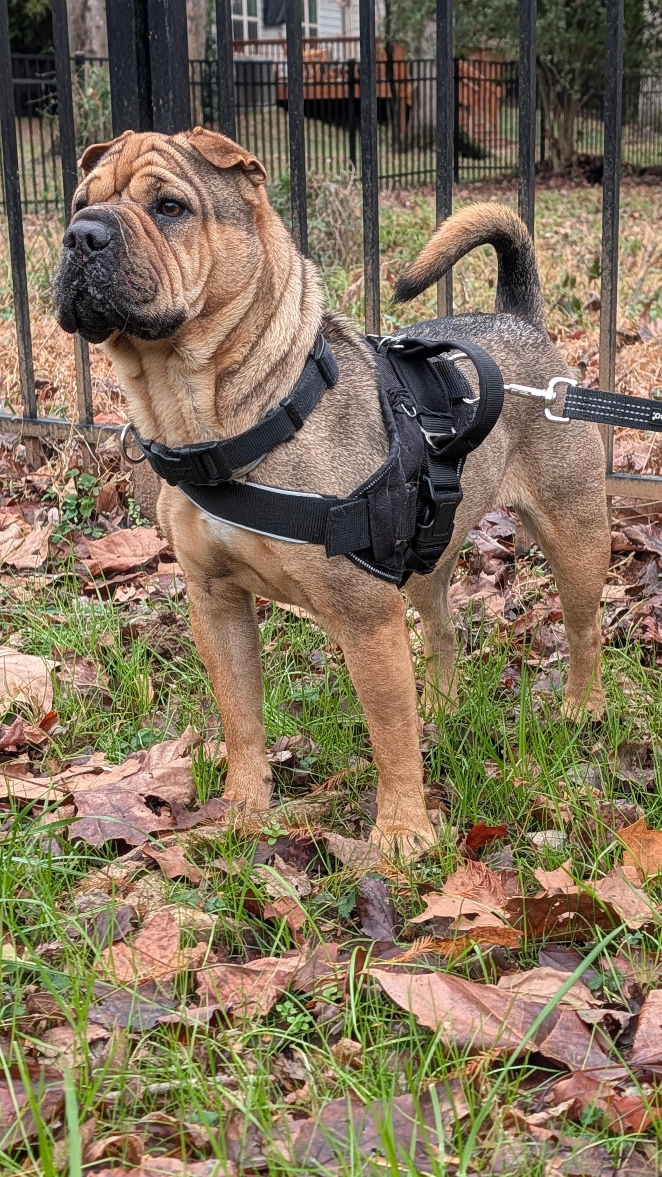 MORGAN, an adopted mixed breed in Olney, MD image 2/5