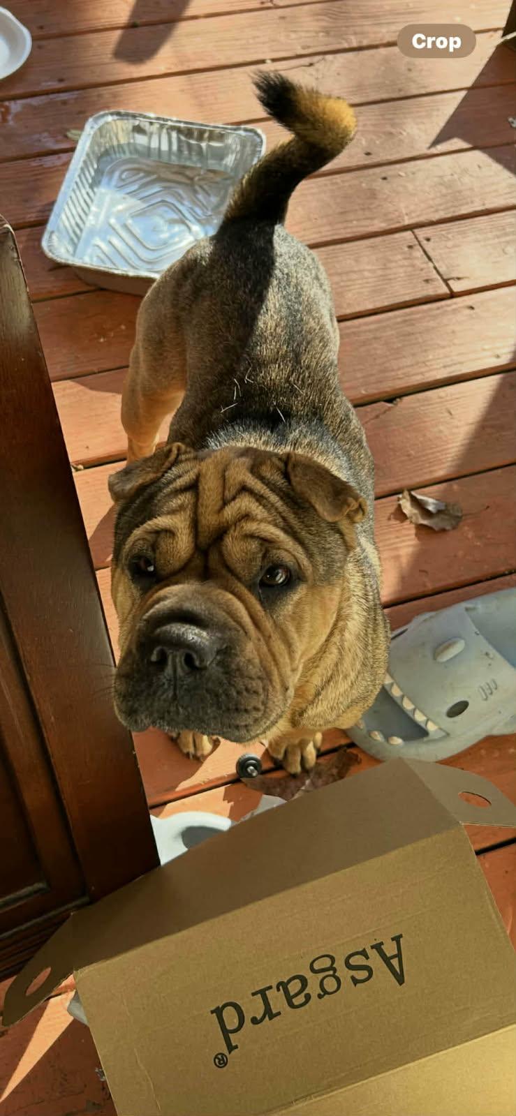 MORGAN, an adopted mixed breed in Olney, MD image 3/5