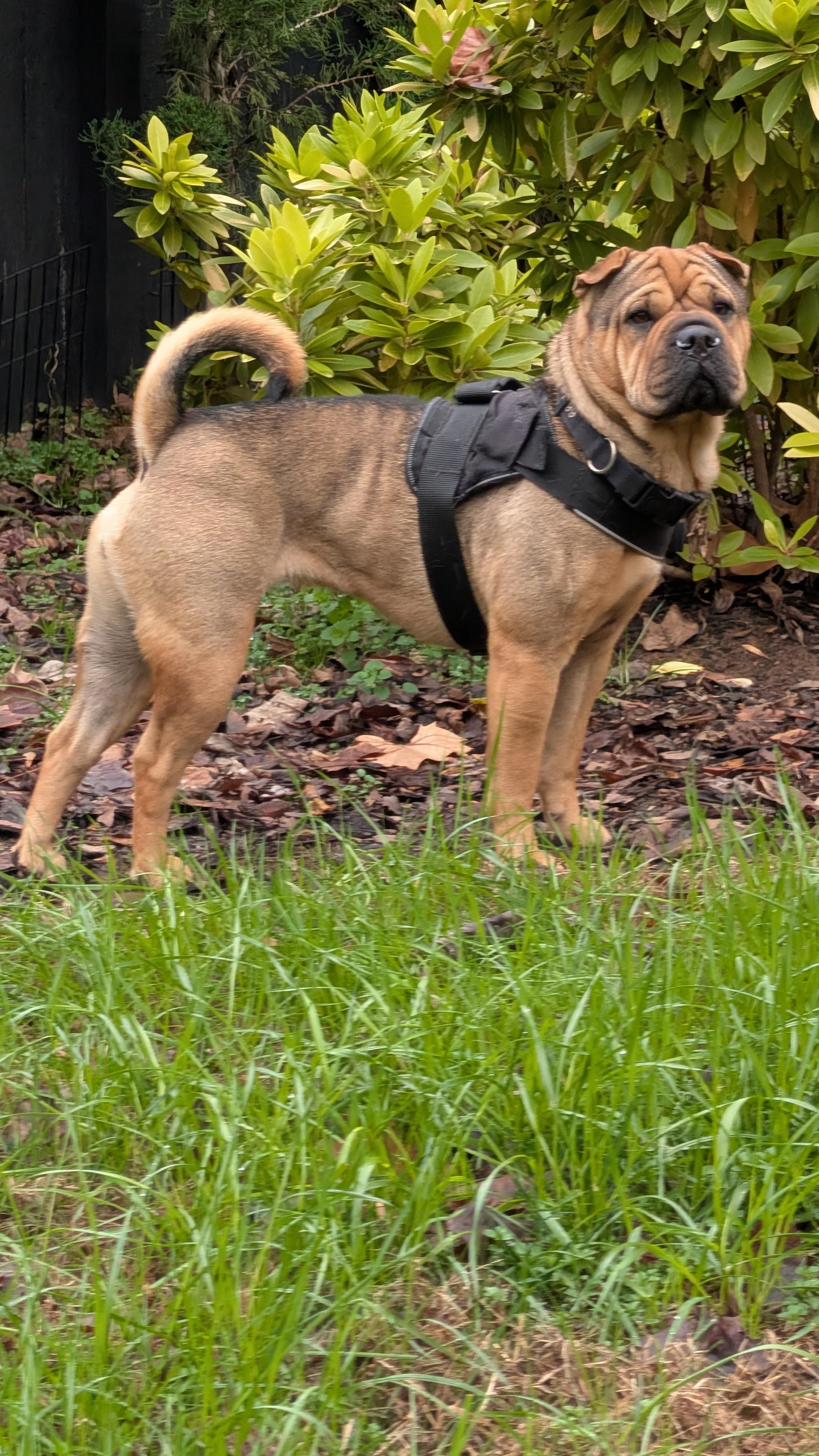 MORGAN, an adopted mixed breed in Olney, MD image 4/5