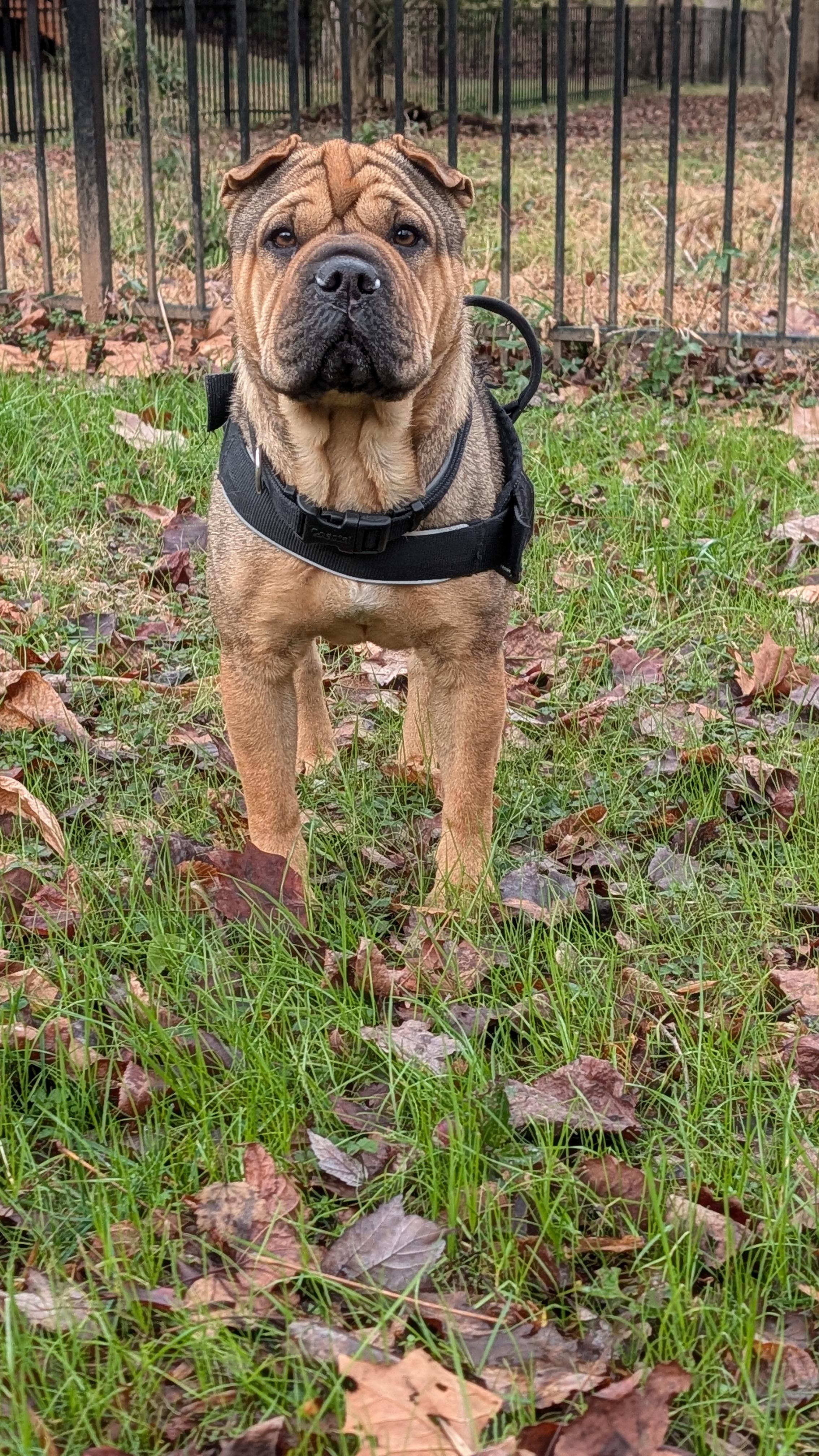 MORGAN, an adopted mixed breed in Olney, MD image 5/5