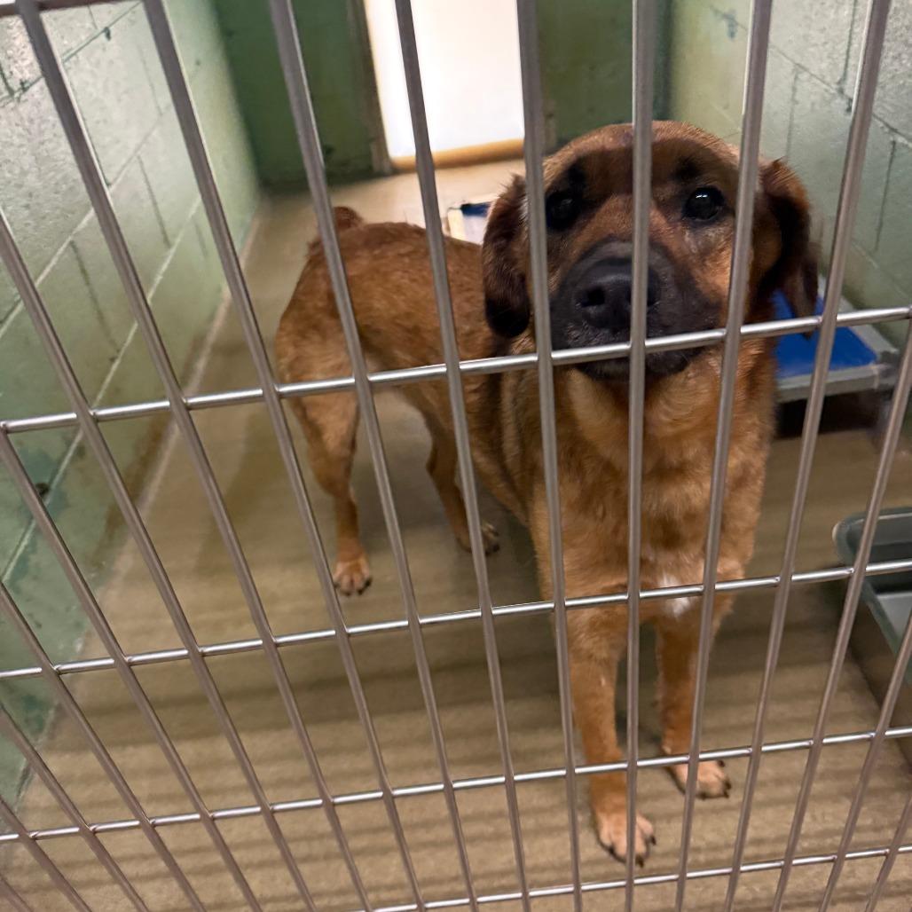 Enlarge Maisie, a Adoptable Shepherd in LaGrange, GA image 2/2