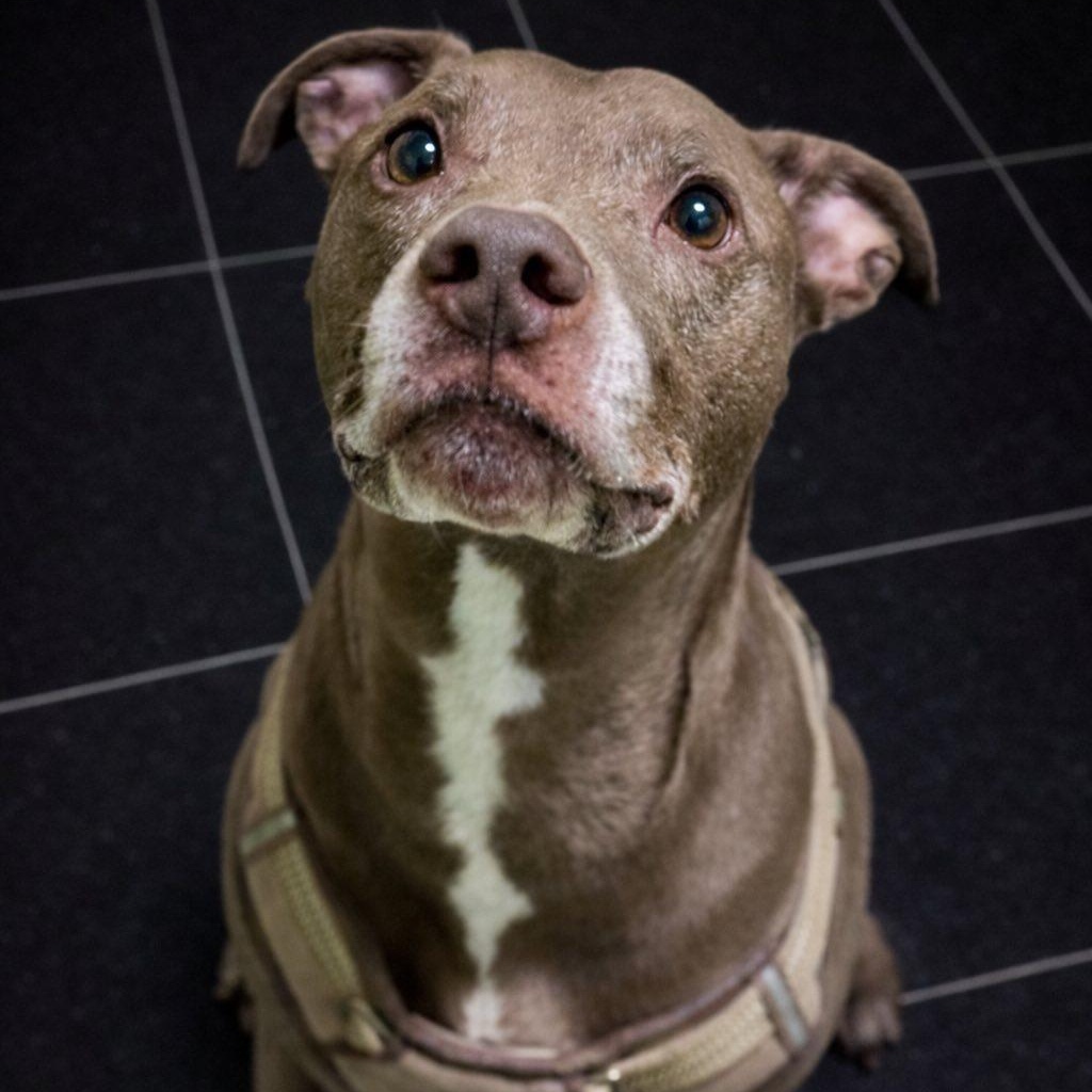Brutus, ADOPTABLE, Adult Male Pit Bull Terrier & Labrador Retriever.