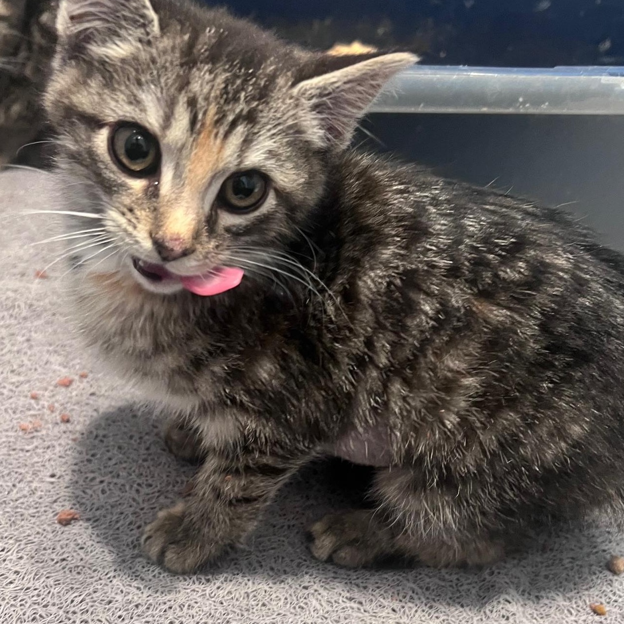 Enlarge Cayenne, a ADOPTABLE Torbie in Hyattsville, MD image 5/5