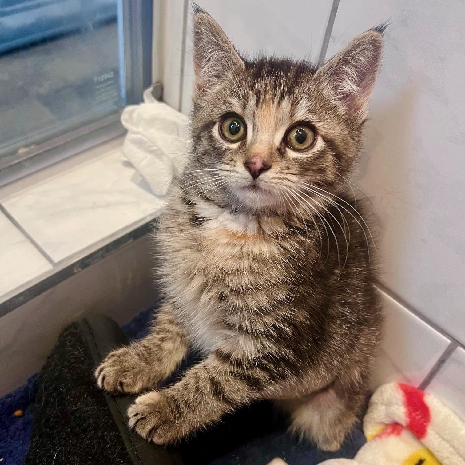 Cayenne, ADOPTABLE, Kitten Female Torbie.