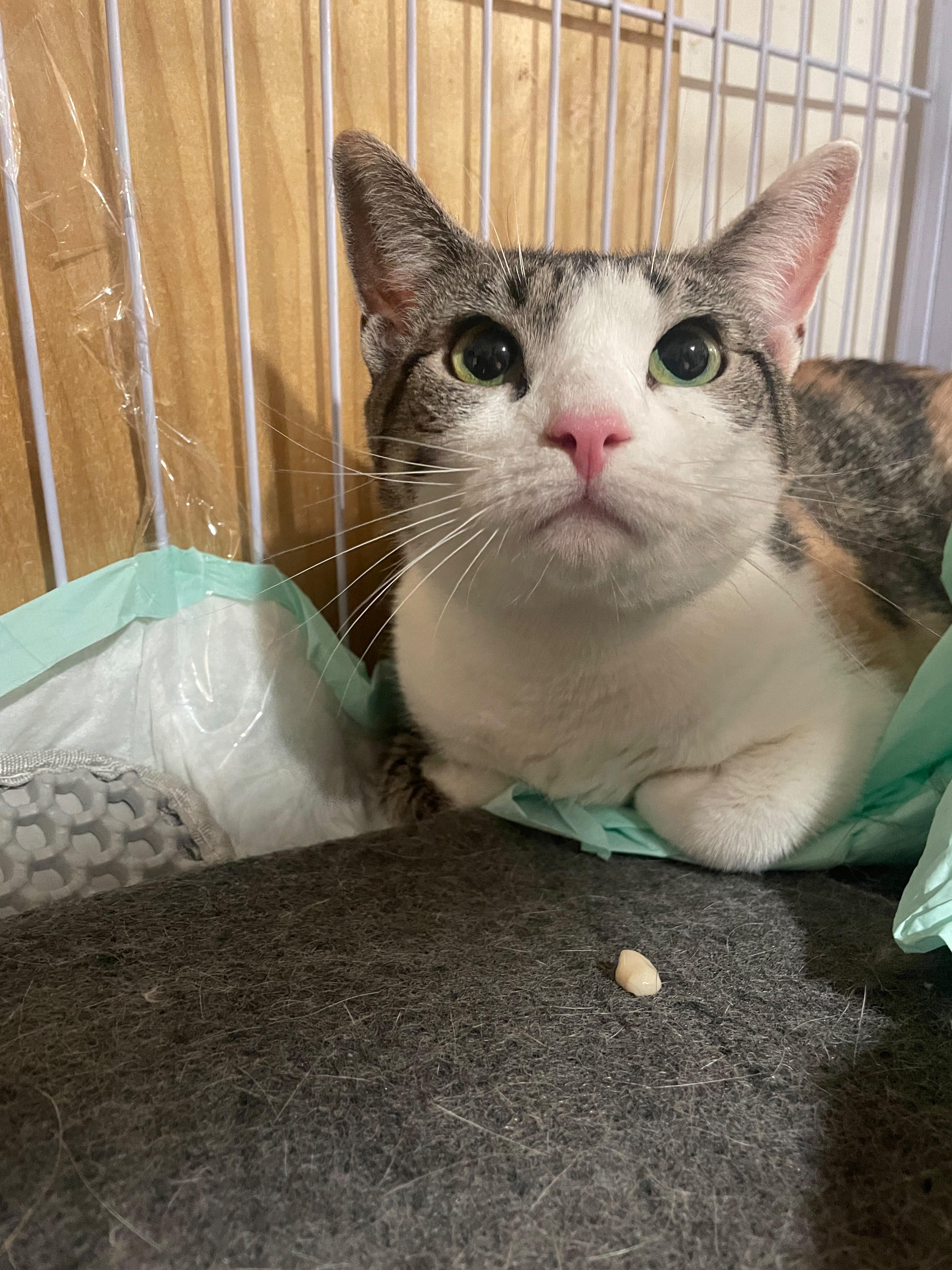 Malibu, an adopted Domestic Short Hair in South Ozone Park, NY image 4/5