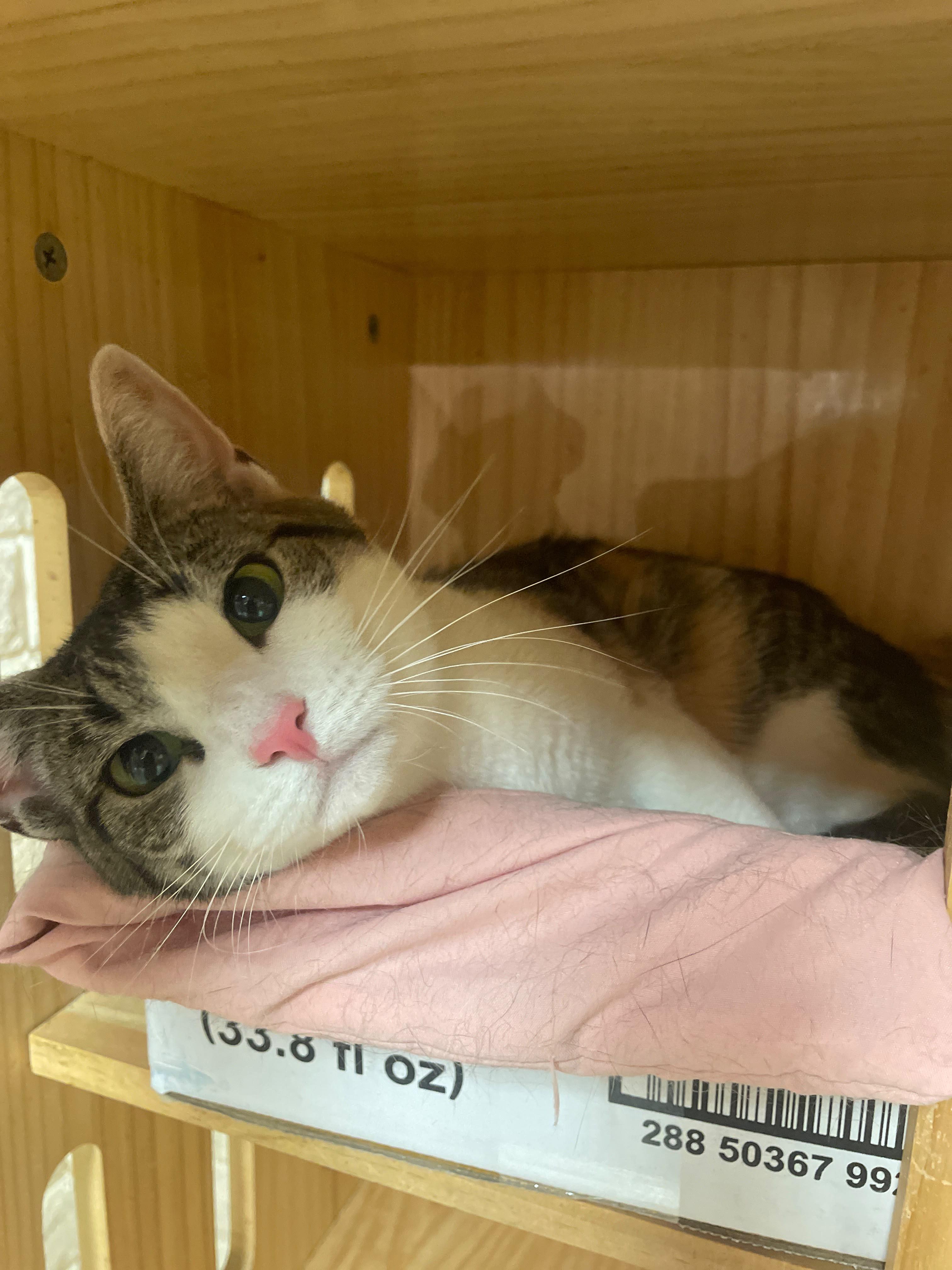 Malibu, adopted, Young Female Domestic Short Hair.