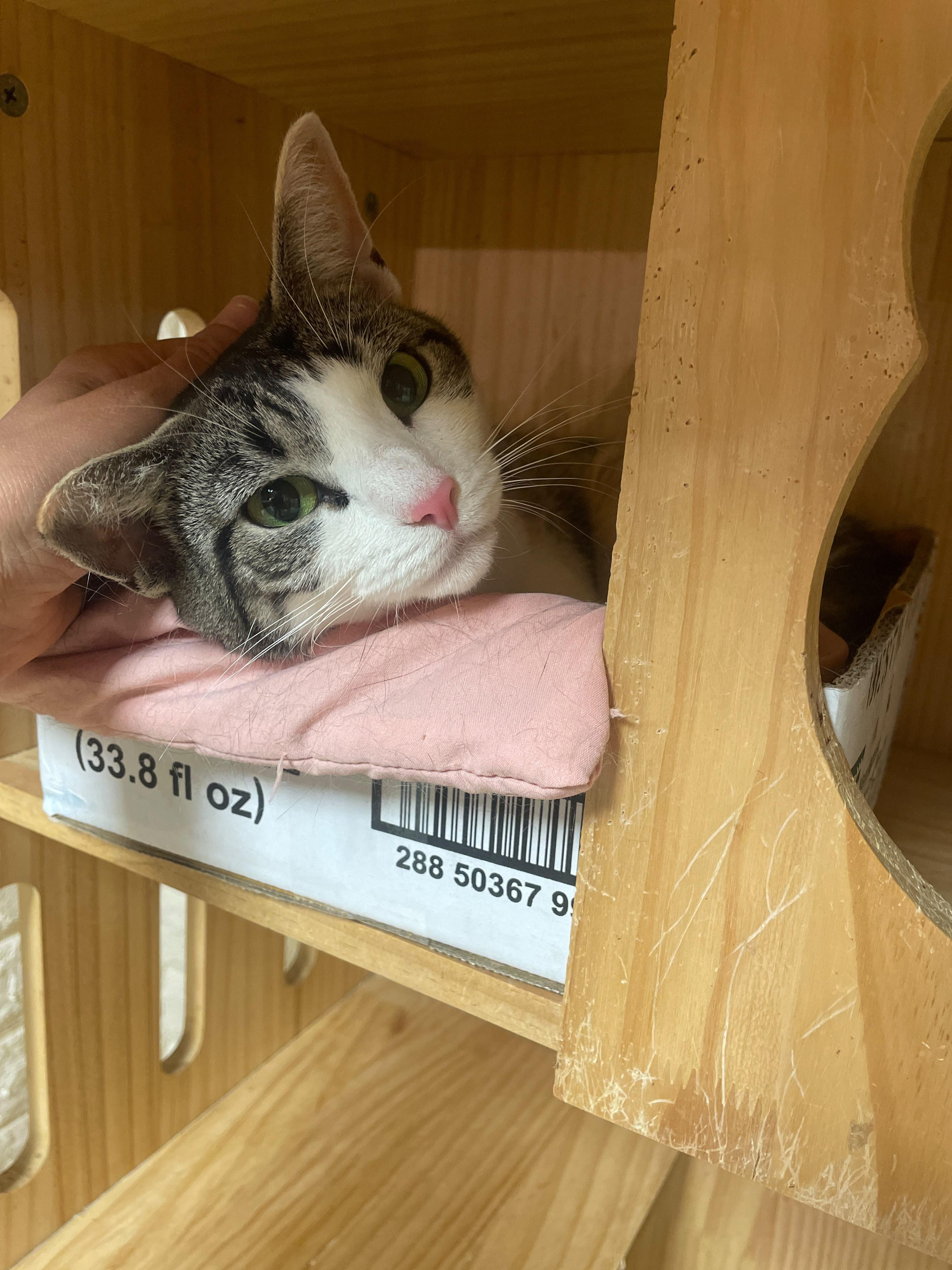 Malibu, an adopted Domestic Short Hair in South Ozone Park, NY image 2/5