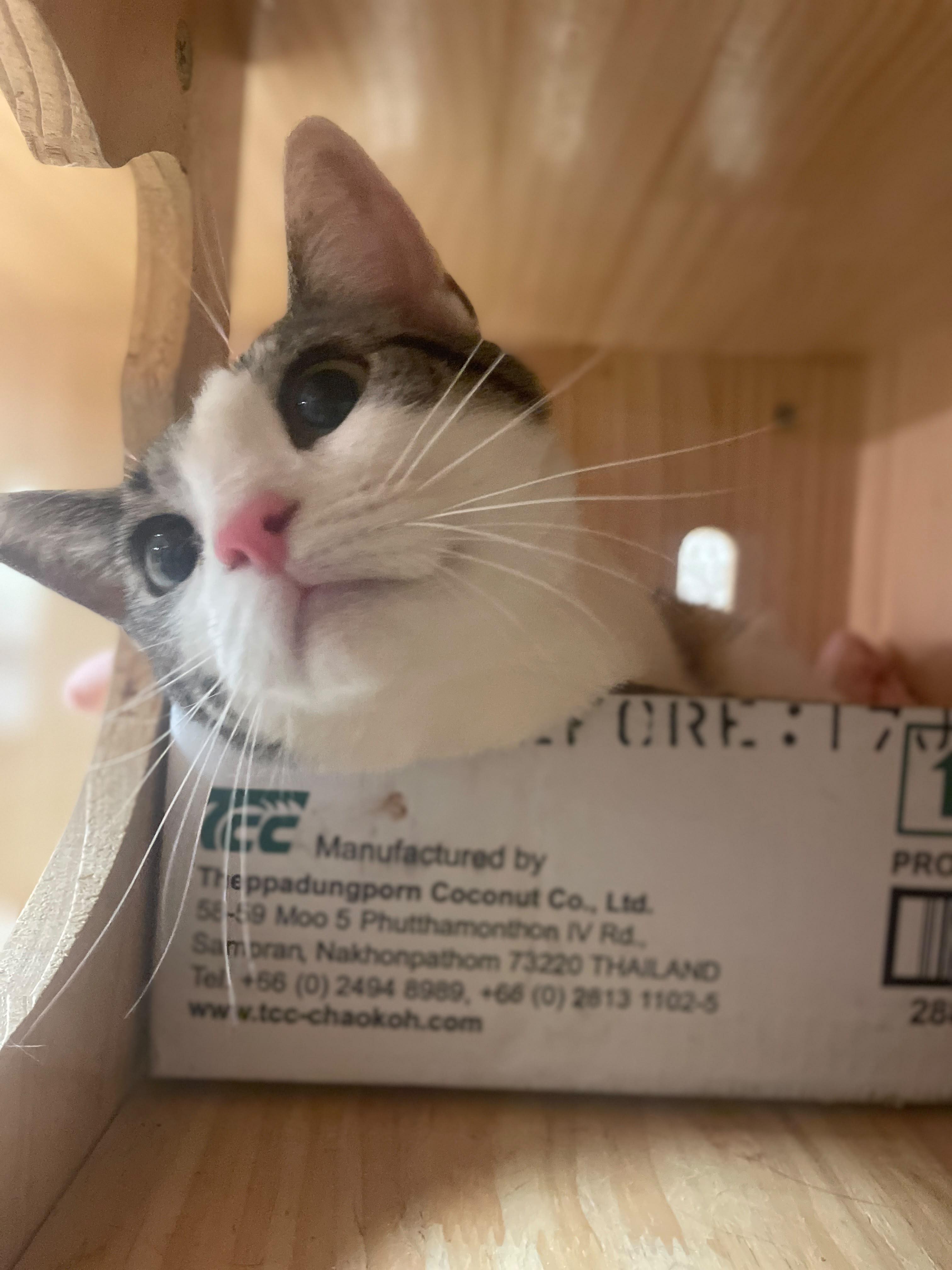 Malibu, an adopted Domestic Short Hair in South Ozone Park, NY image 3/5