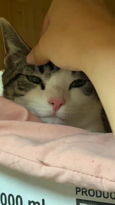 Enlarge Malibu, an adopted Domestic Short Hair in South Ozone Park, NY video 5/5