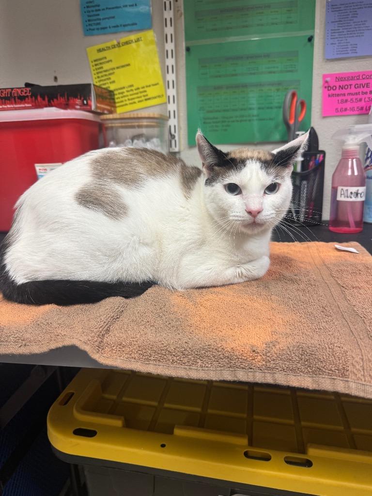Ivory, Adopted, Young Male Siamese.