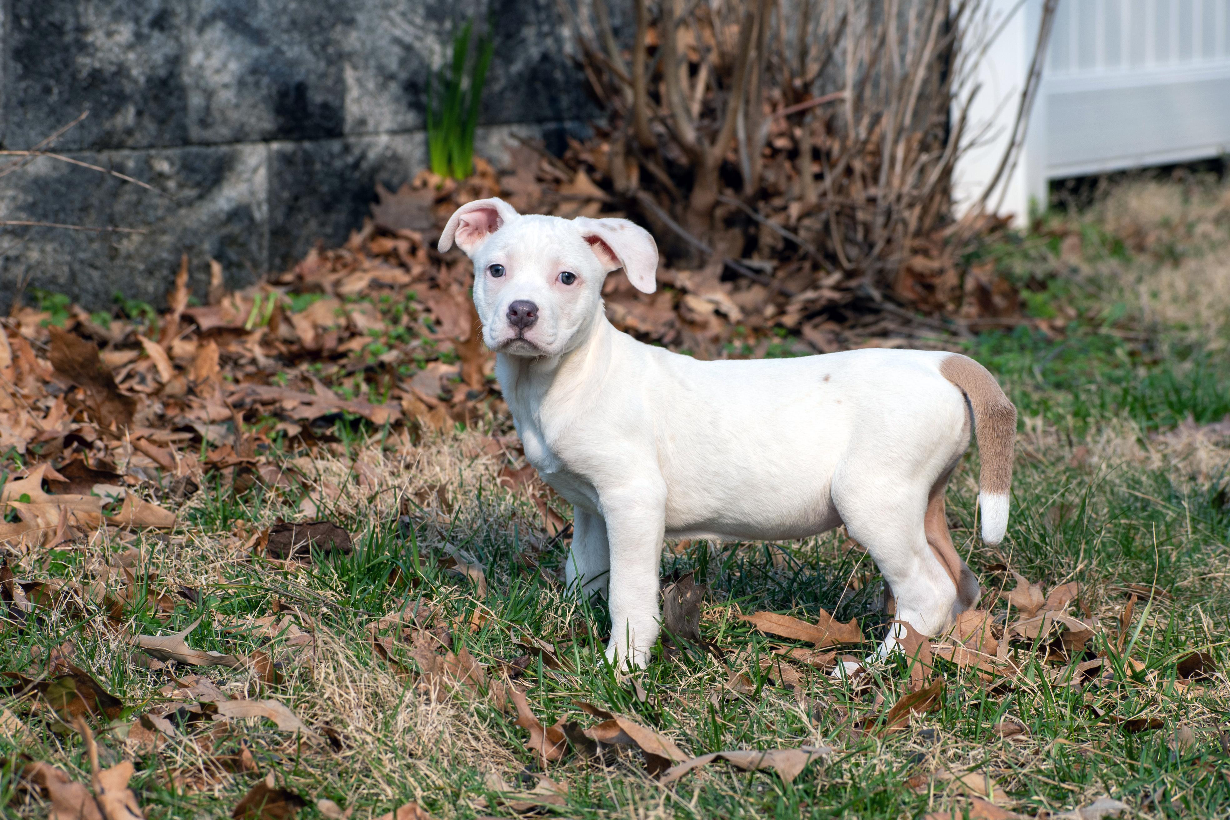 Enlarge Kiwi, an adopted Pit Bull Terrier in Millersville, MD image 1/5