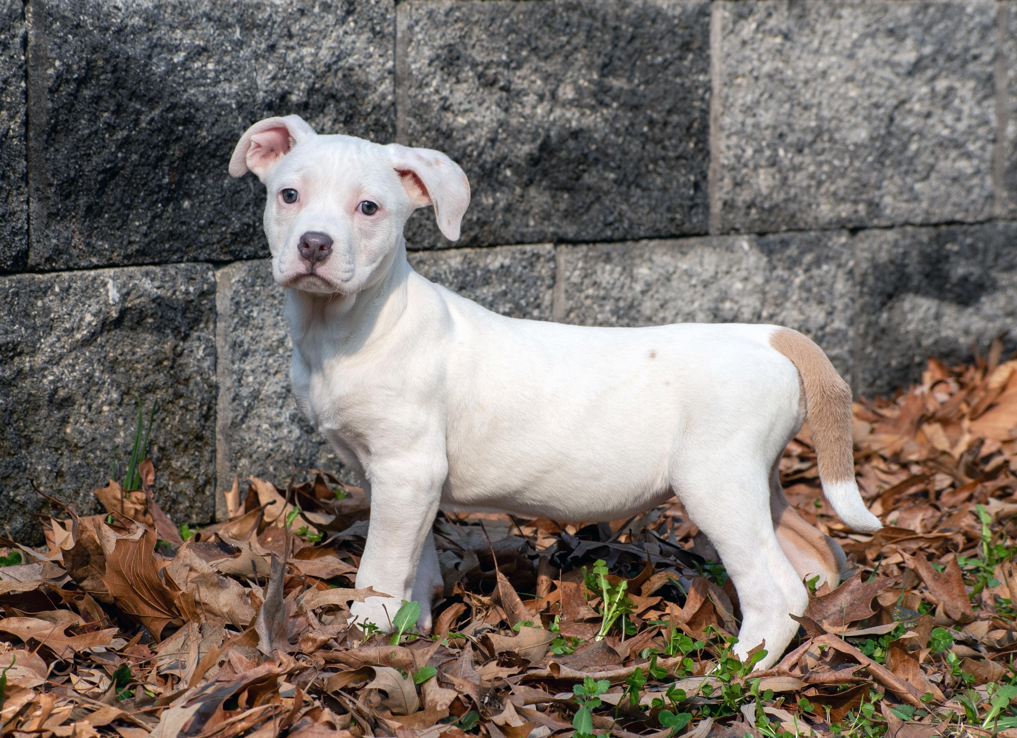 Enlarge Kiwi, an adopted Pit Bull Terrier in Millersville, MD image 4/5