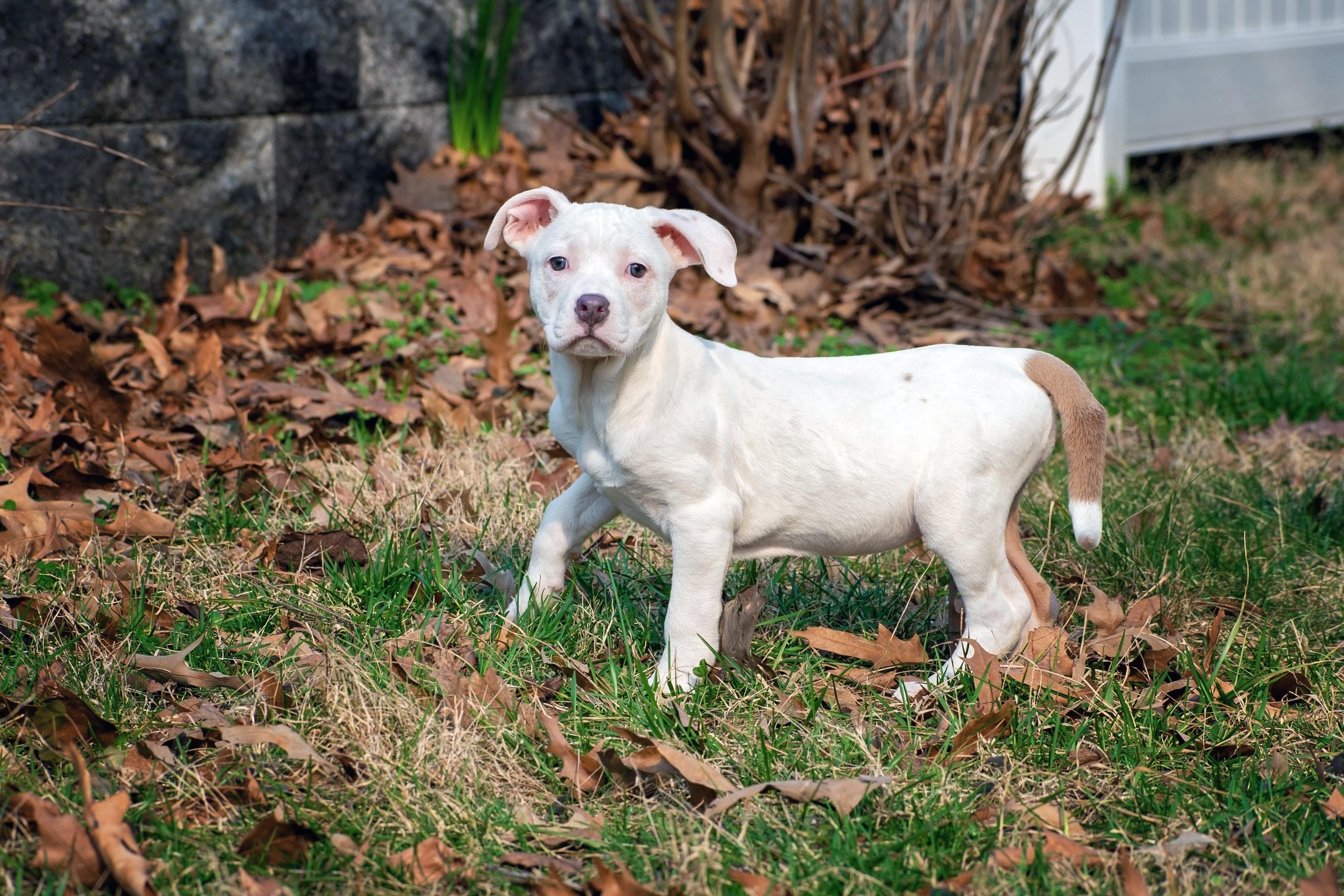 Enlarge Kiwi, an adopted Pit Bull Terrier in Millersville, MD image 5/5
