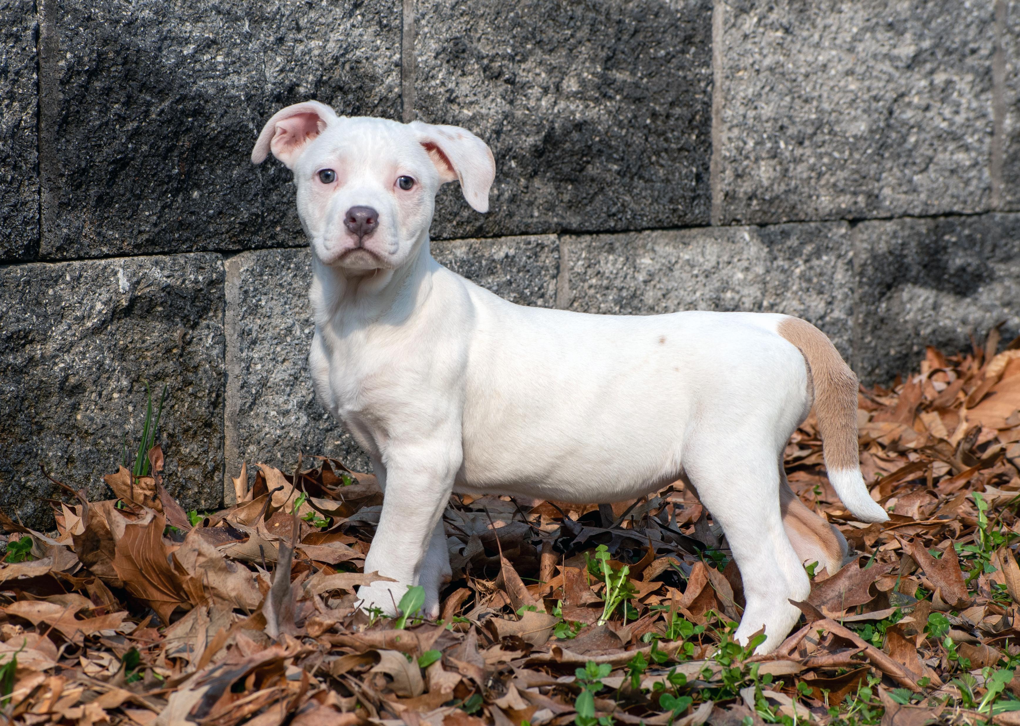 Enlarge Kiwi, an adopted Pit Bull Terrier in Millersville, MD image 2/5
