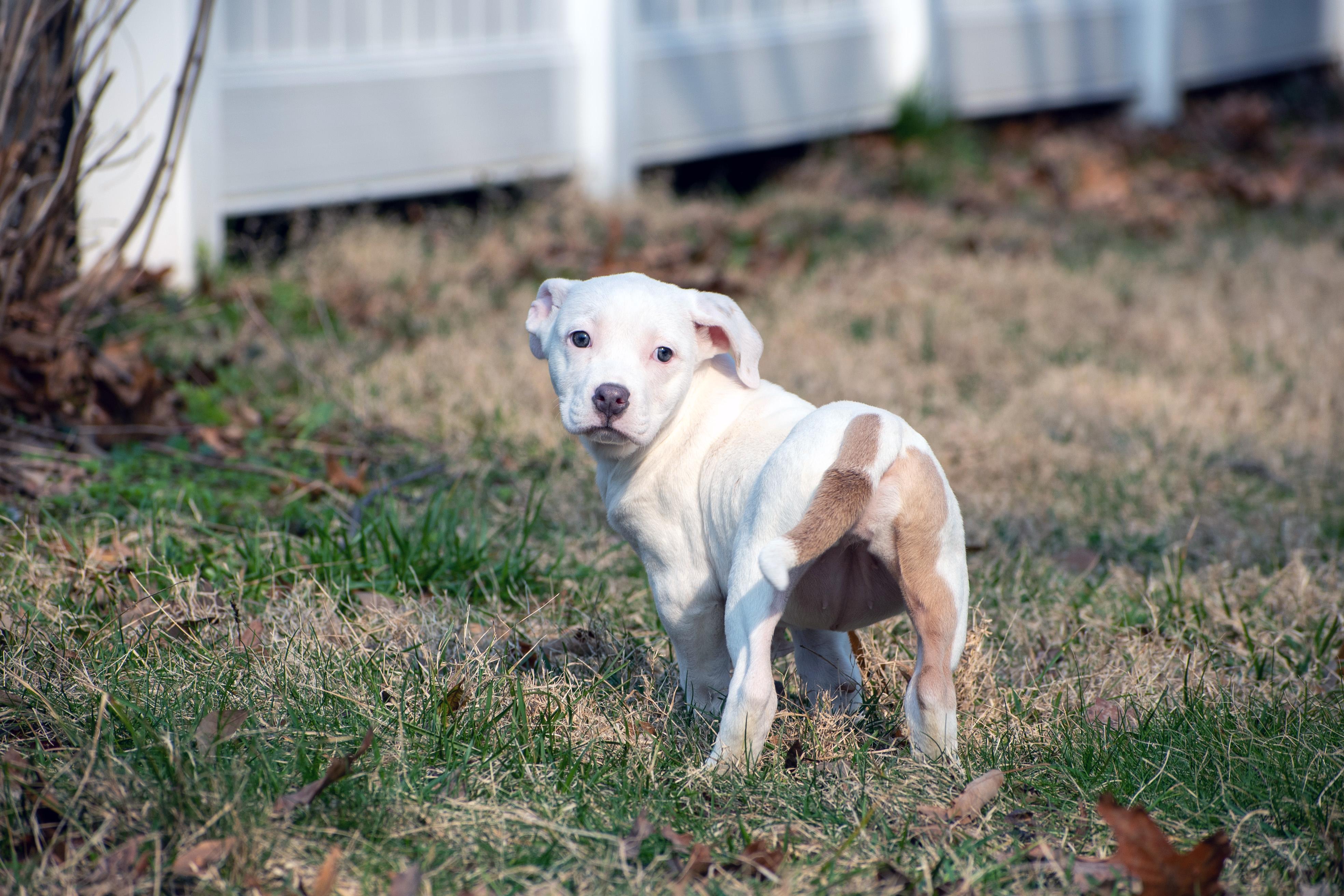 Enlarge Kiwi, an adopted Pit Bull Terrier in Millersville, MD image 3/5