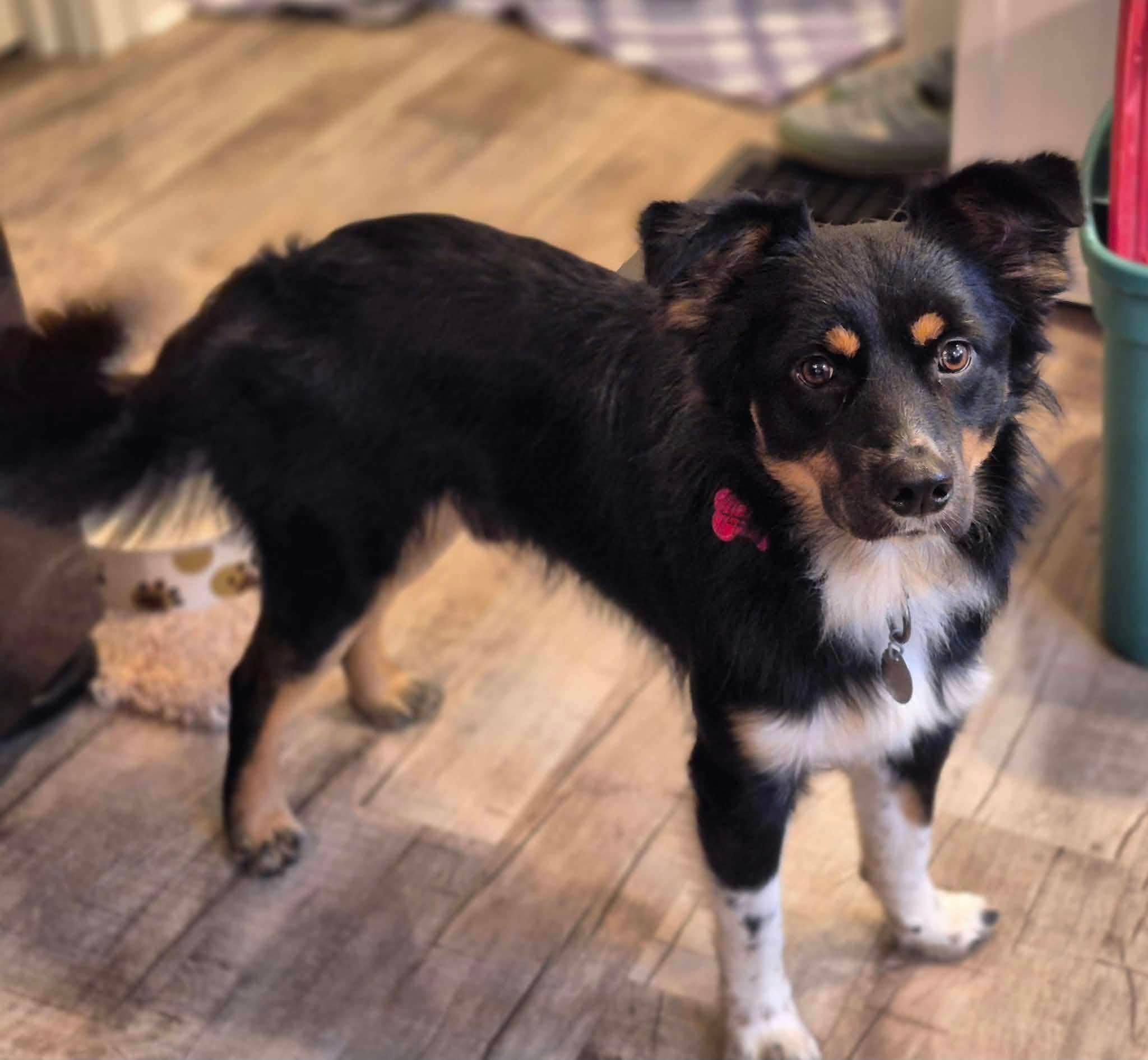 Loki, Adoptable, Young Male Australian Shepherd.
