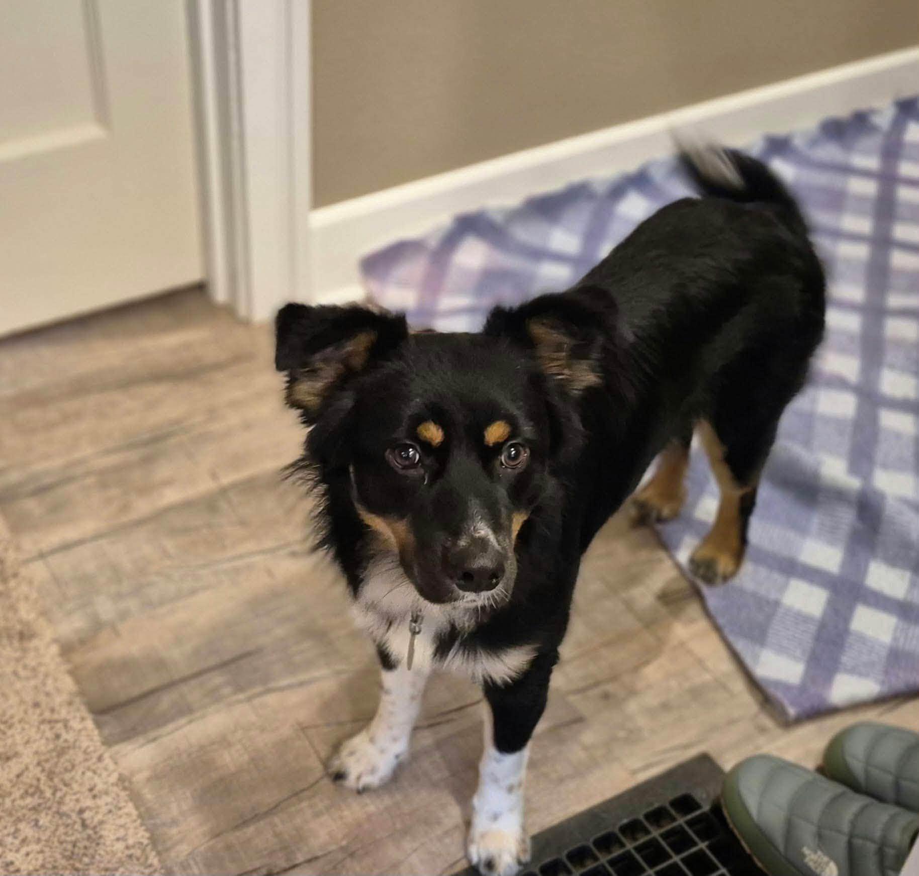 Enlarge Loki, a Adoptable mixed breed in Decorah, IA image 3/5