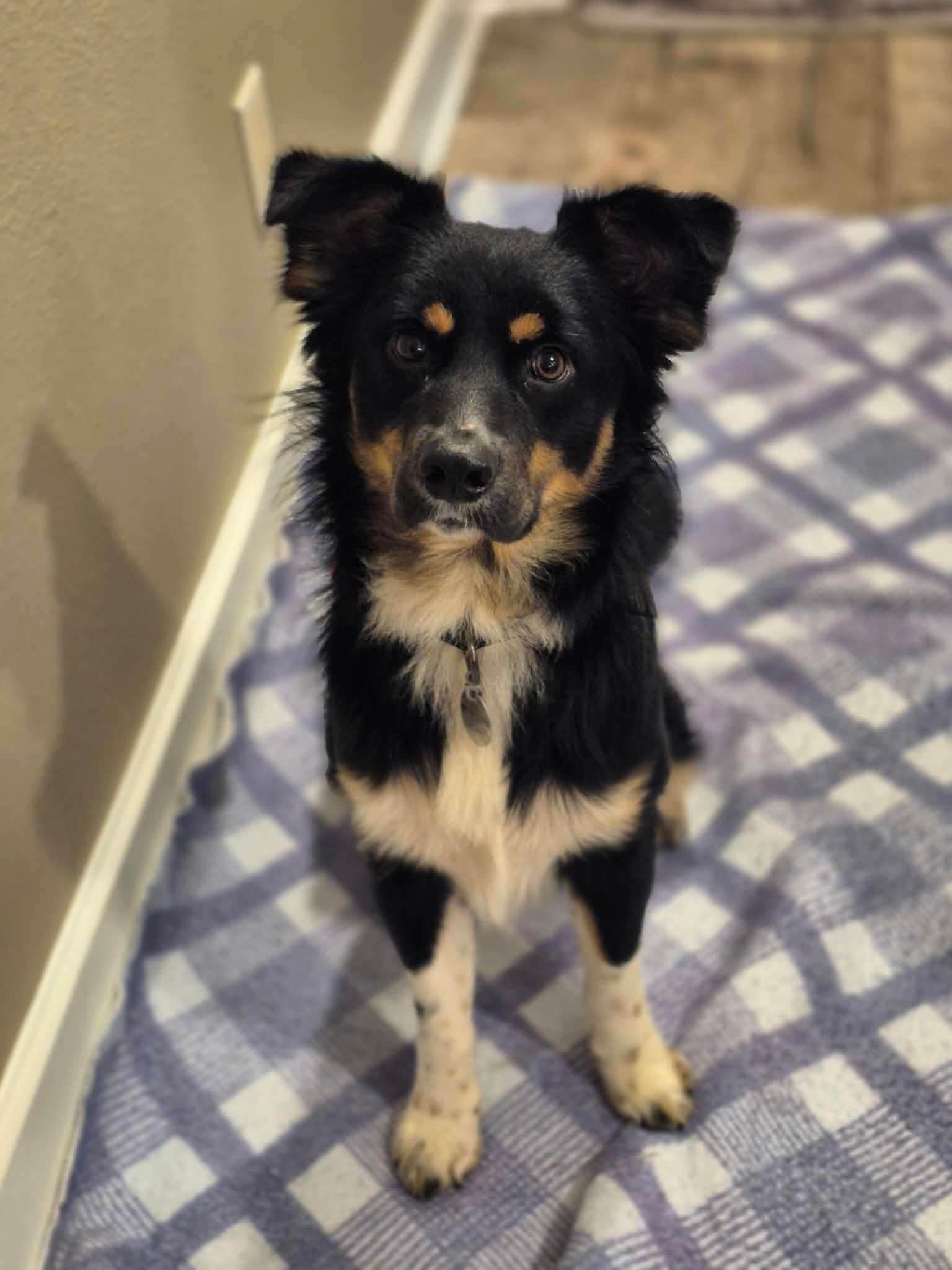 Enlarge Loki, a Adoptable mixed breed in Decorah, IA image 2/5
