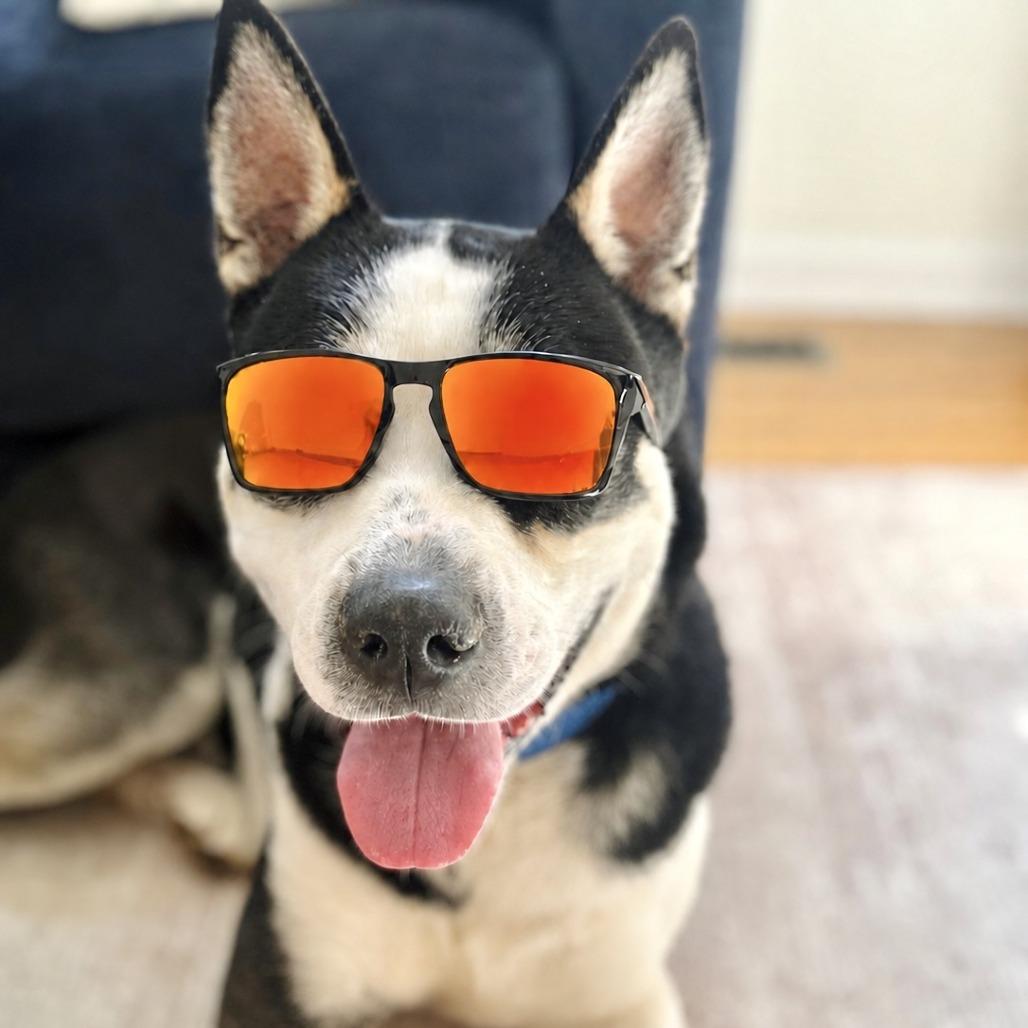 Arlo, a Adoptable mixed breed in Baltimore, MD image 1/6