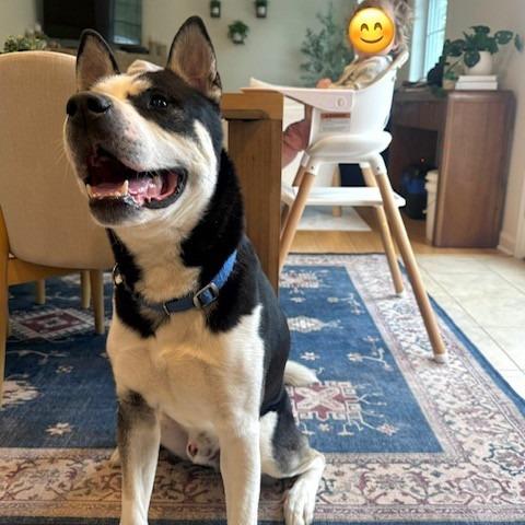 Arlo, a Adoptable mixed breed in Baltimore, MD image 2/6