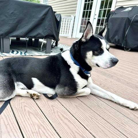 Arlo, a Adoptable mixed breed in Baltimore, MD image 4/6