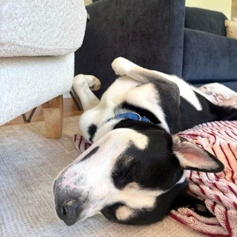 Arlo, a Adoptable mixed breed in Baltimore, MD image 5/6