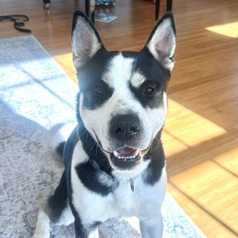 Arlo, a Adoptable mixed breed in Baltimore, MD image 6/6