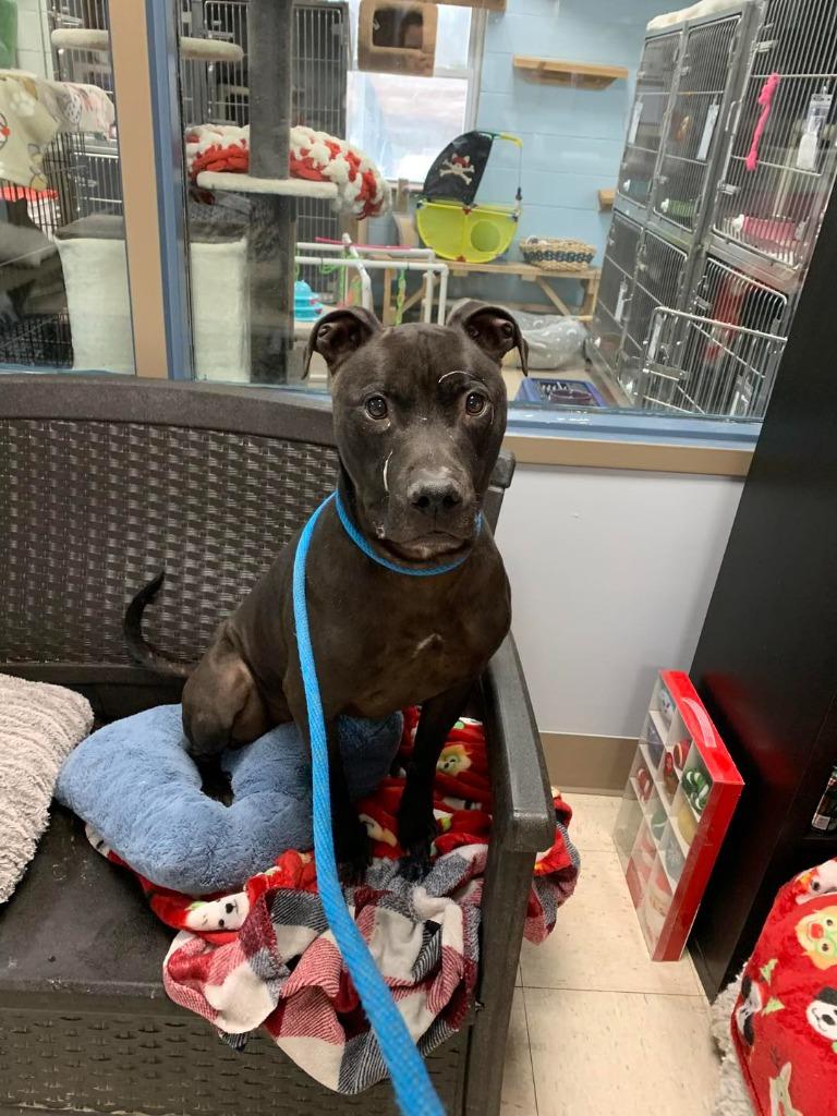 Tazz (Natsu), Adoptable, Senior Male Mixed Breed.