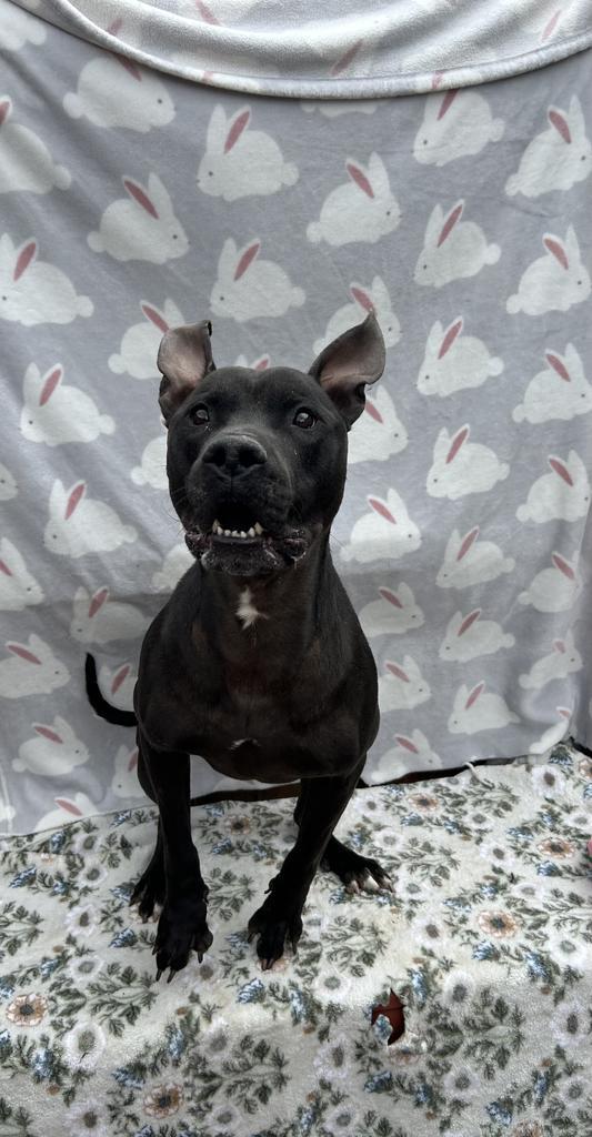 Enlarge Tazz (Natsu), a Adoptable Mixed Breed in New Manchester, WV image 1/6