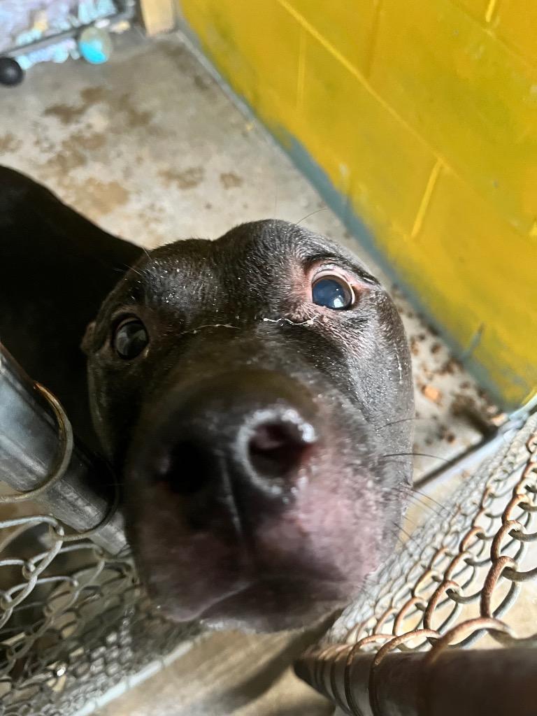 Tazz (Natsu), Adoptable, Senior Male Mixed Breed.