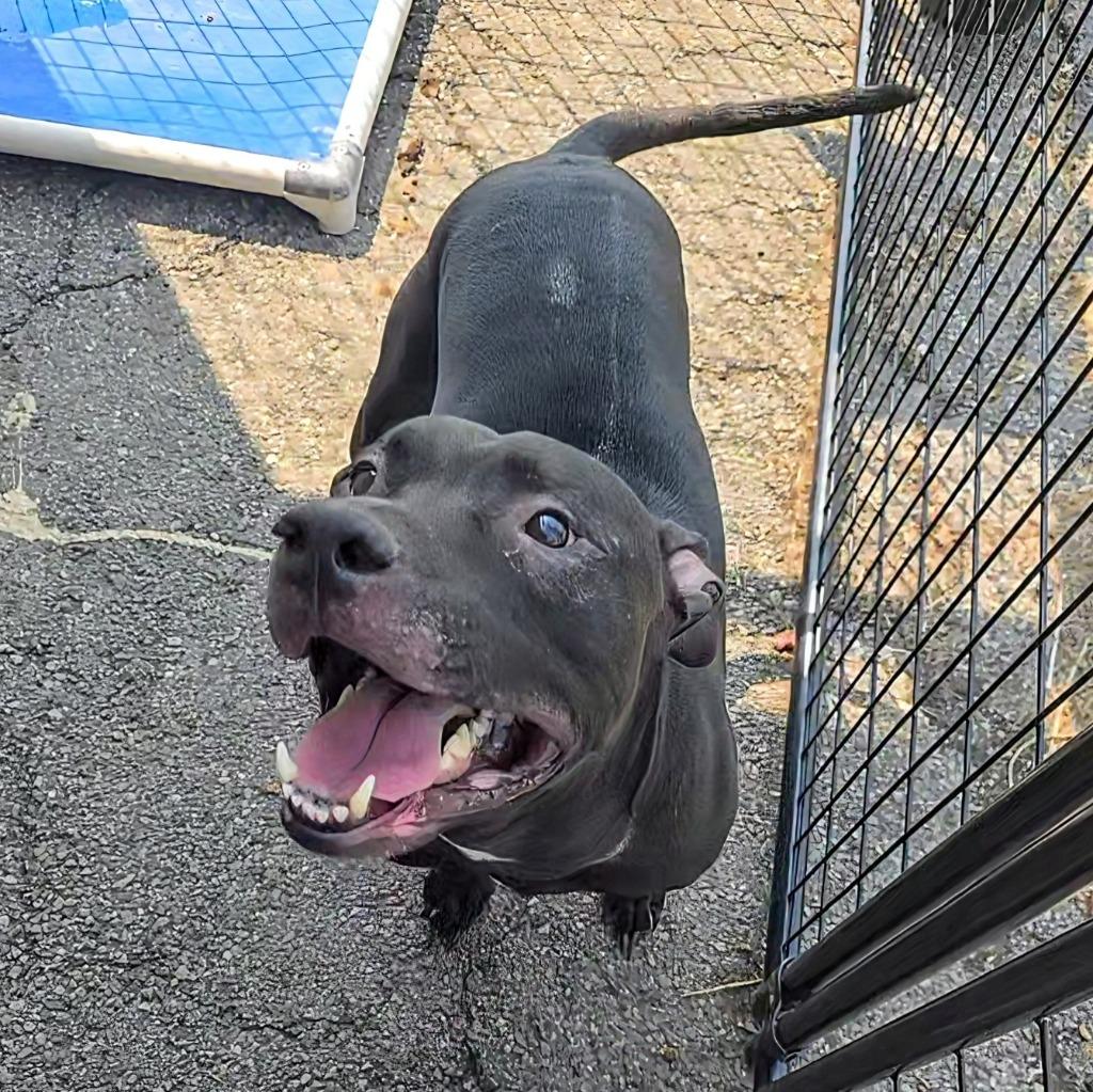 Tazz (Natsu), a Adoptable Mixed Breed in New Manchester, WV image 4/5