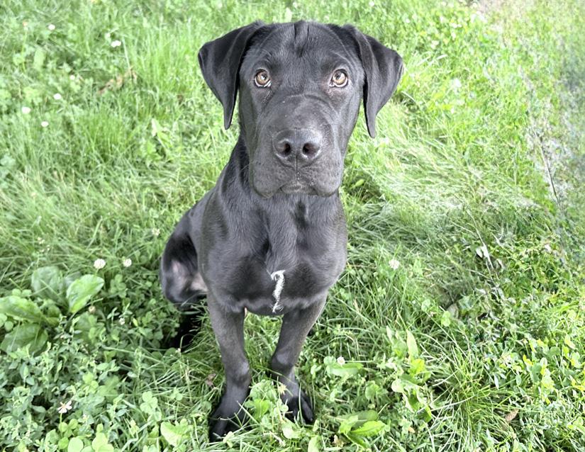 Enlarge Bumble Bee, a ADOPTABLE mixed breed in Columbus, IN image 1/2