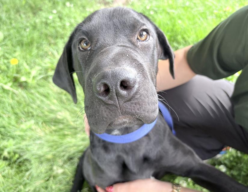 Enlarge Bumble Bee, a ADOPTABLE mixed breed in Columbus, IN image 2/2