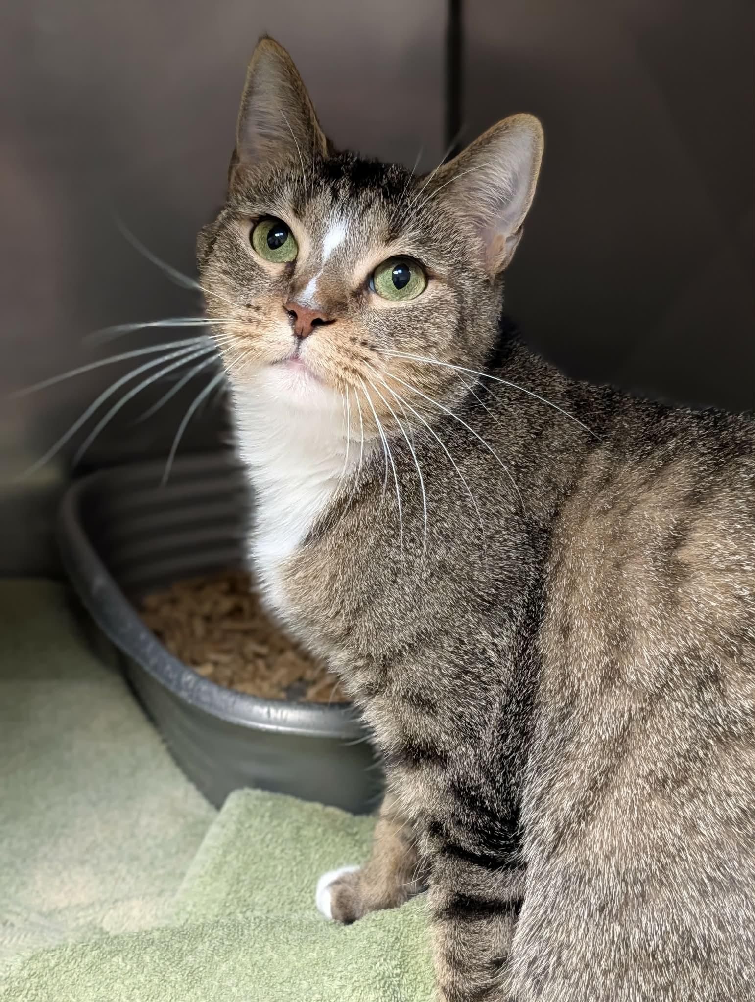 Enlarge Tidbit, a ADOPTABLE mixed breed in Chambersburg, PA image 1/1