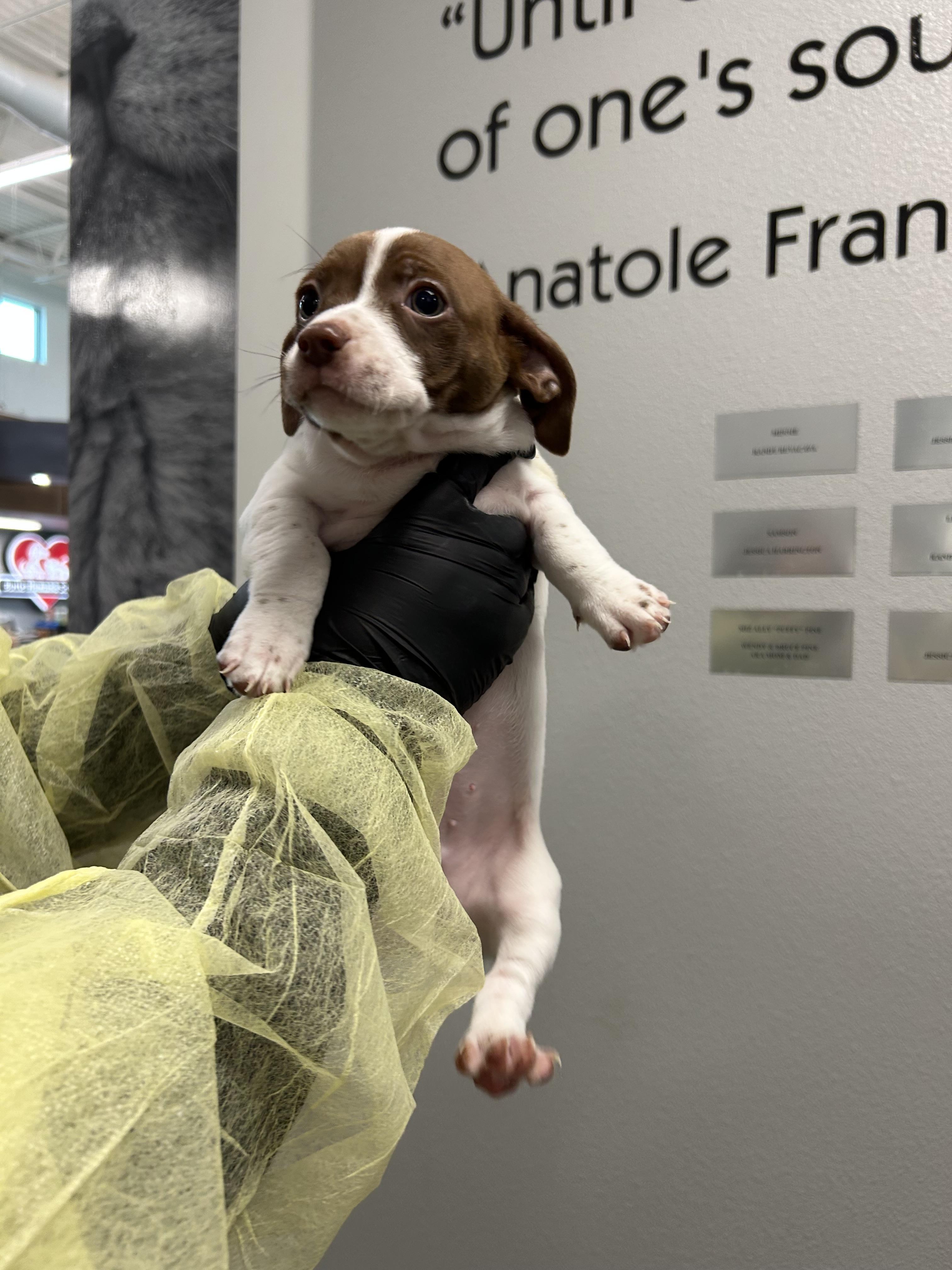 Griffin, Adopted, Young Male Jack Russell Terrier & Chihuahua.