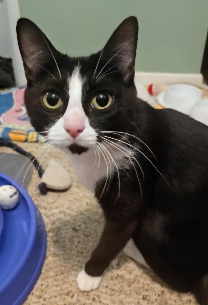 SASSY, Adoptable, Young Female Domestic Short Hair.