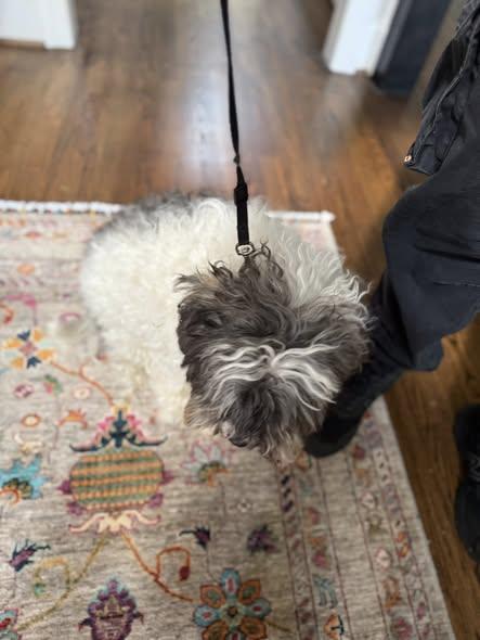 Enlarge Harlem, an adopted Maltipoo in Matthews, NC image 3/3