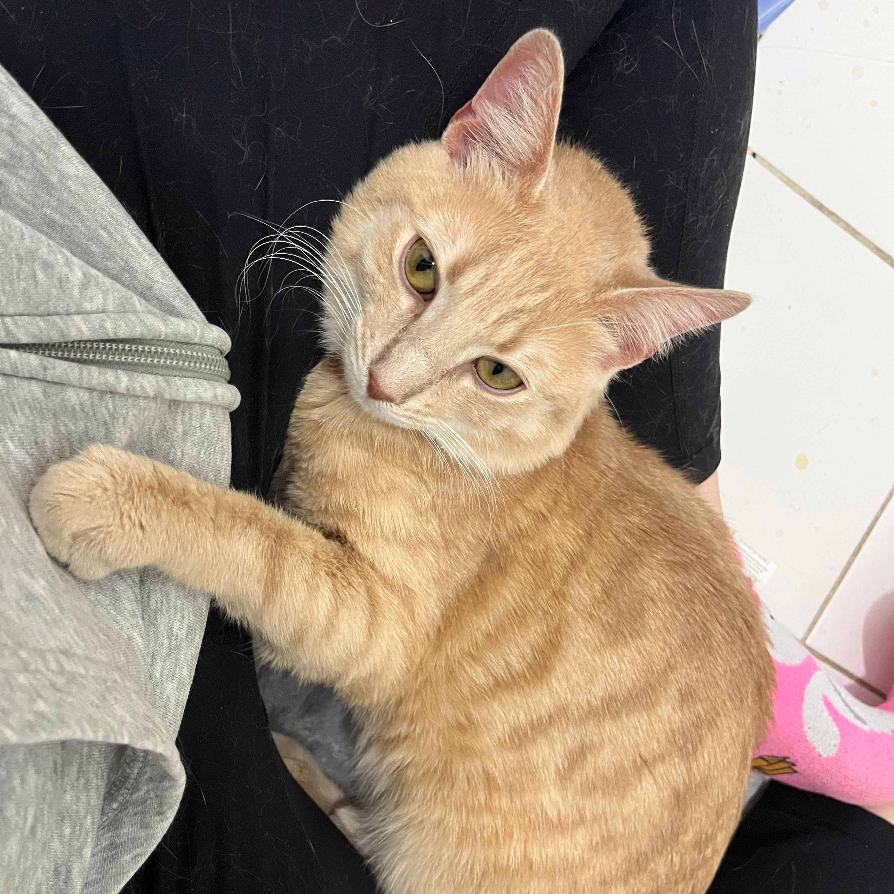 Enlarge Golden, an adopted Domestic Short Hair in New York, NY image 3/4