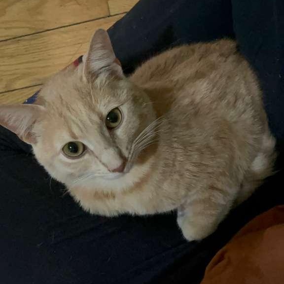 Enlarge Golden, an adopted Domestic Short Hair in New York, NY image 4/4